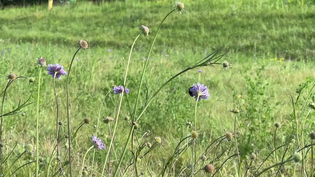 Obitelj Video od Vanessa za LELOSI