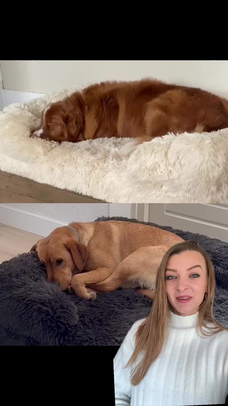 Huisdieren Video van Jane voor Ruffy