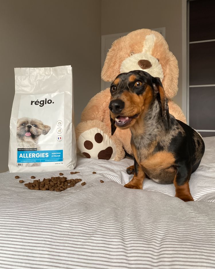 Animaux de Compagnie Photo de Ana Catarina pour Réglo