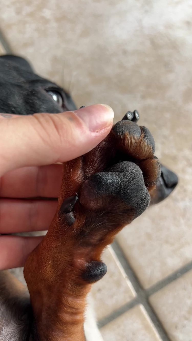 Pets Video of Lydia for Sunfide