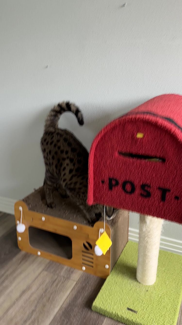 Animaux de Compagnie Vidéo de Nicholas pour Happy-Poppy