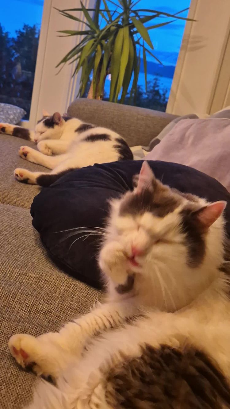 Apper & Digitale Tjenester Video av Ane Elizabeth for Agria Dyreforsikring