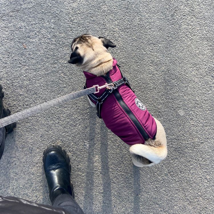 Huisdieren Foto van Laura voor doggee