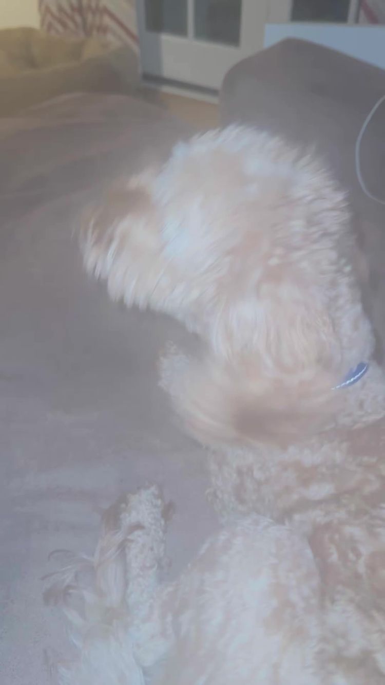 Pets Video of Holly for eDog