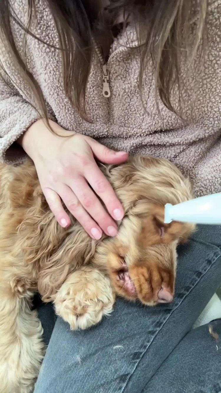 Pets Video of Karlie for Dr. Pfoten