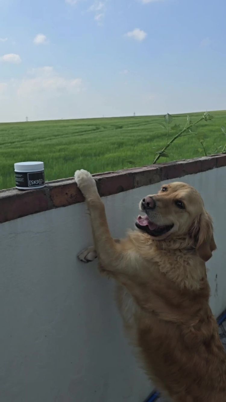 Haustiere Video von Sheridan für Pick Peanut