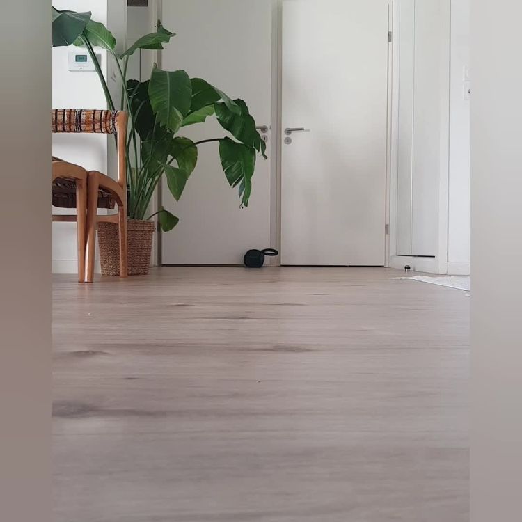 Haustiere Video von Ophélie für Reglo