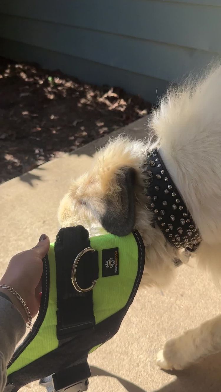 Video of Samantha  for Doggykingdom