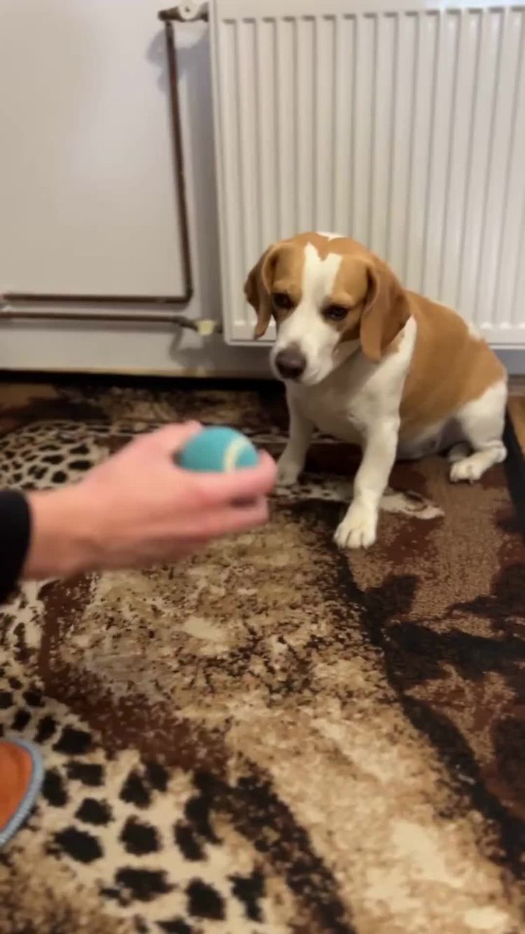 Video of Alen for Pawzy Pantry