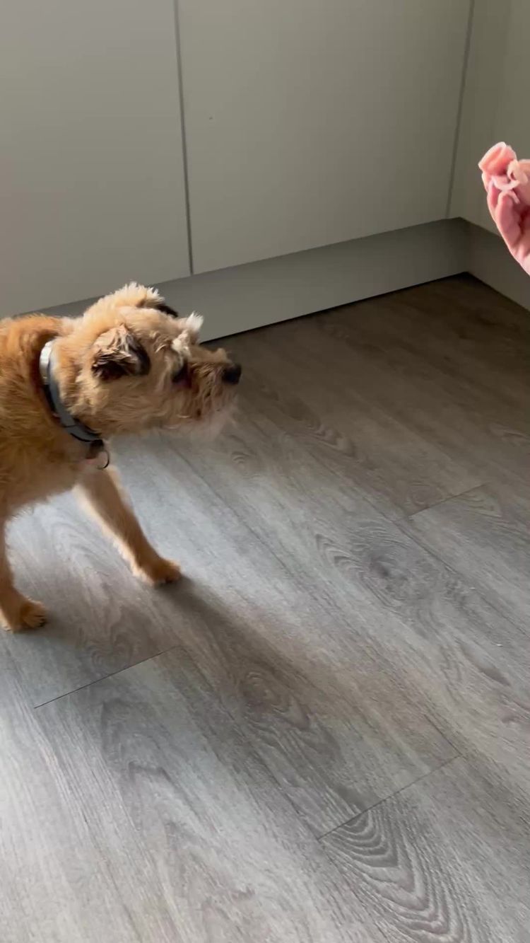 Vidéo de Chernice  pour Pawzy Pantry