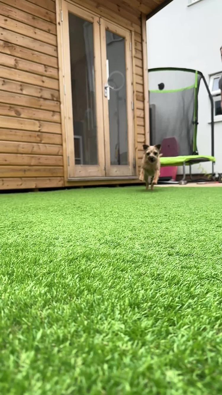 Animali Domestici Video di Chernice  per Pick Peanut