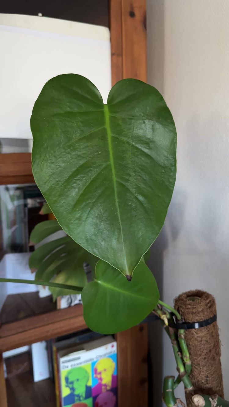 Casa Video di Stephanie  per Rootsum