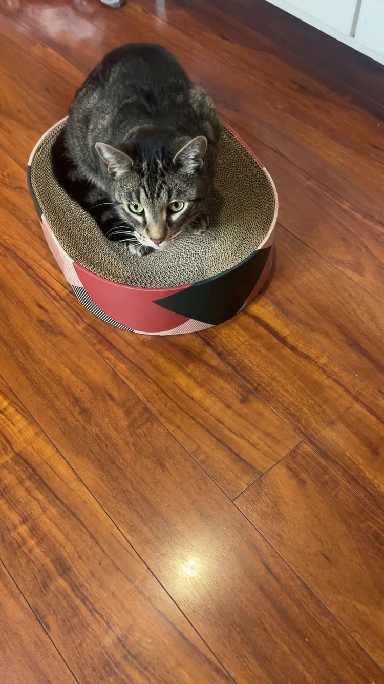 Pets Video of Allison for Happy-Poppy