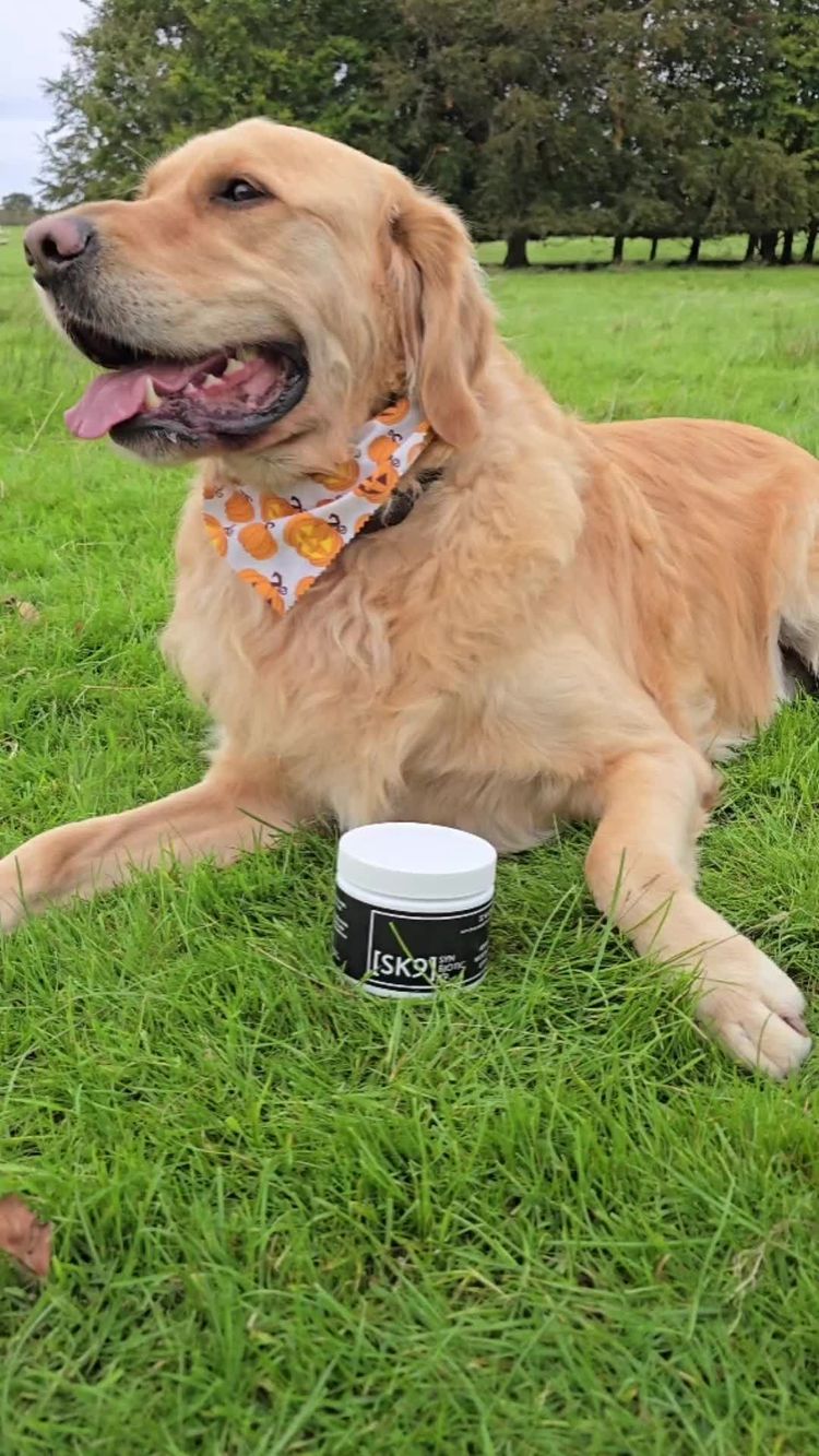 Pets Video of Sheridan for Pick Peanut