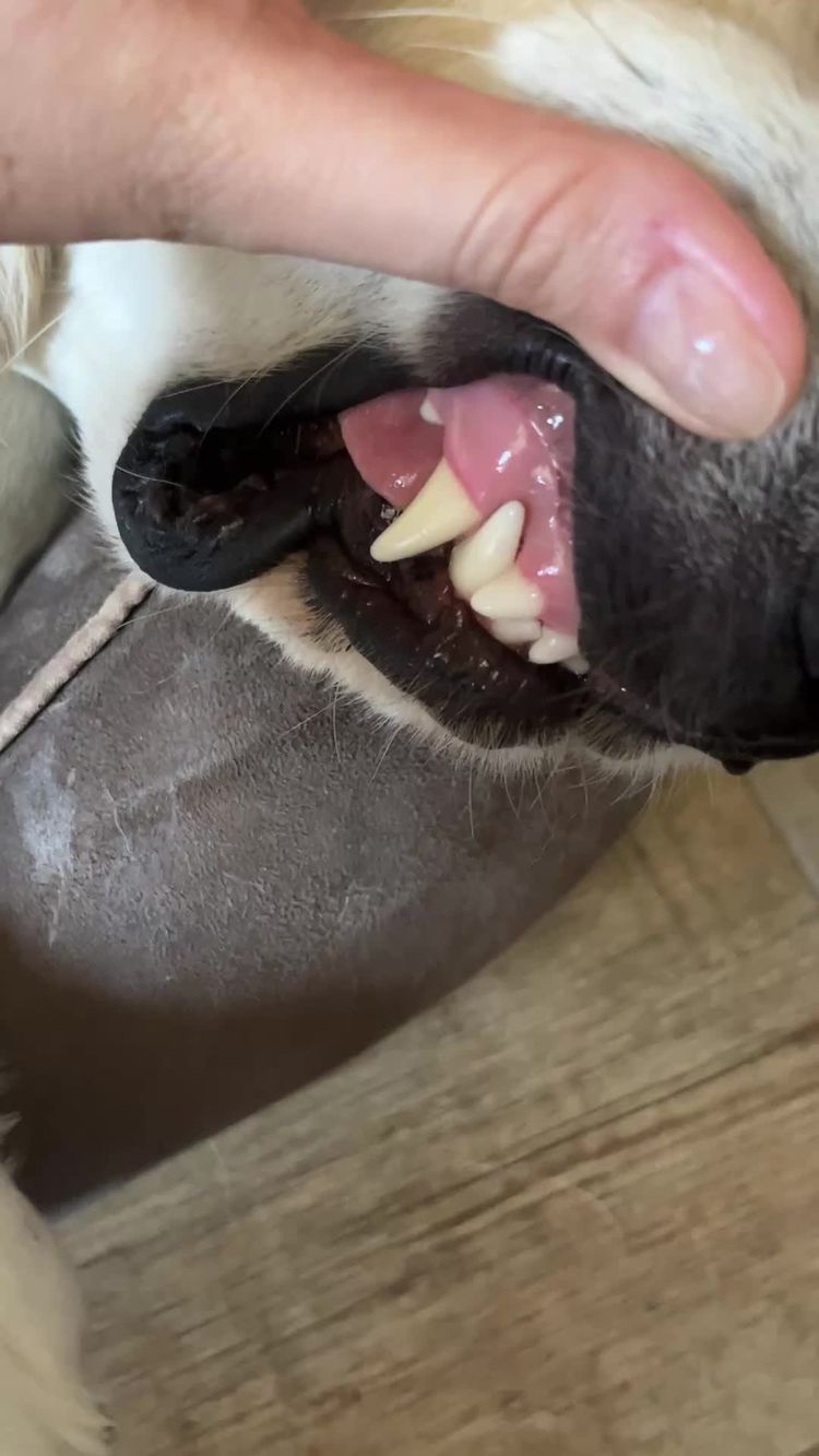 Huisdieren Video van Neja voor Fitocanin