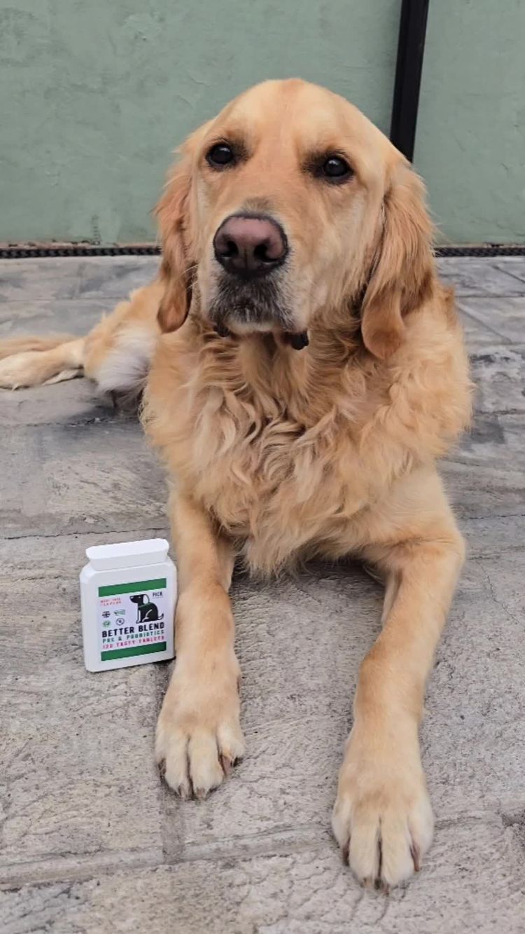 Pets Video of Sheridan for Pick Peanut
