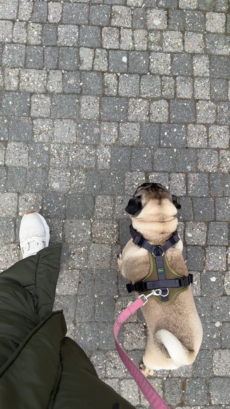 Video of Laura for Stressless Dogs